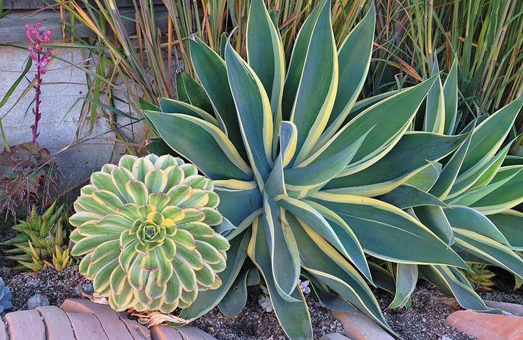 Agave attenuata 'Ray of Light', Agave 'Ray of Light', Fox Tail Agave 'Ray of Light', Variegated Agave,